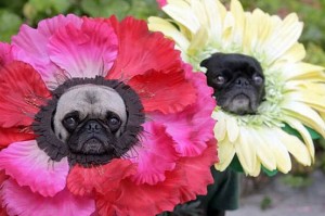pug flower costumes