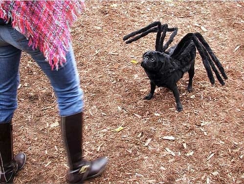 pug spider costume