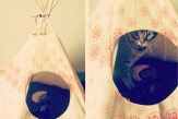 cat tipi