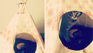 cat tipi