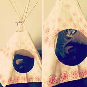 cat tipi