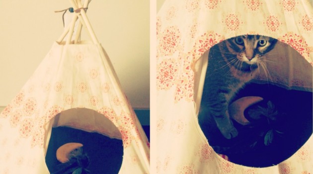 cat tipi